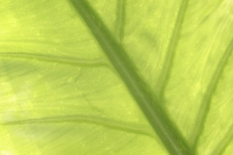 Aquatic giant arum (Typhonodorum lindleyanum), leaf detail, native to Madagascar