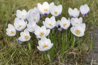 Crocuses (Crocus spec.) in bloom in spring, North Rhine-Westphalia, Germany, Europe