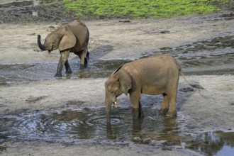 African forest elephants (Loxodonta cyclotis) in the Dzanga Bai forest clearing, Dzanga-Ndoki