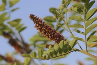 False indigo-bush (Amorpha fruticosa), flowering, ornamental plant, Provence, southern France