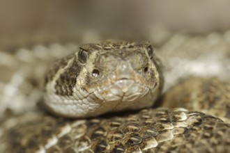 Texas rattlesnake or western diamondback rattlesnake (Crotalus atrox), captive, occurring in North