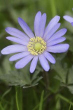 Blue anemone (Anemone apennina), flower, garden plant, North Rhine-Westphalia, Germany, Europe