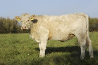 Charolais cattle (Bos primigenius taurus) on a pasture, North Rhine-Westphalia, Germany, Europe