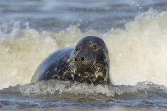 Grey seal (Halichoerus grypus) adult animal resting in the surf of the sea, Norfolk, England,