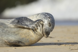 Grey seal (Halichoerus grypus) adult animal scratching its face on a seaside beach, Norfolk,