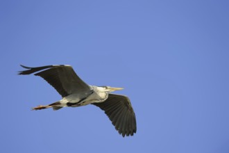 Grey heron or grey heron (Ardea cinerea) flying, Camargue, Provence, southern France