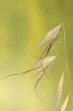 Animated oat (Avena sterilis), spikelets, Provence, southern France