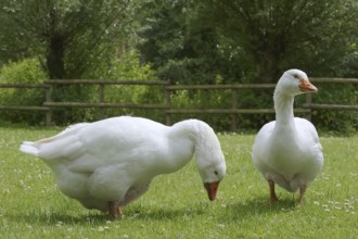 Emden goose or Emden goose (Anser anser forma domestica), free-range domestic geese, North