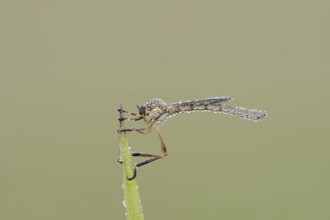 Striped slender robber fly (Leptogaster cylindrica) with dewdrops, North Rhine-Westphalia, Germany,