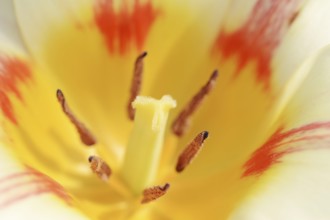 Tulip (Tulipa spec.), flower detail, North Rhine-Westphalia, Germany, Europe