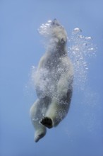 Polar bear (Ursus maritimus) diving, captive, Germany, Europe