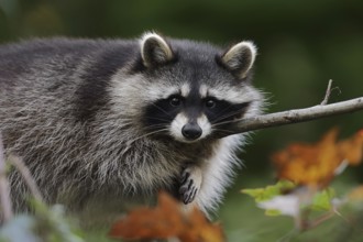 Raccoon (Procyon lotor) in a tree in autumn, Hesse, Germany, Europe