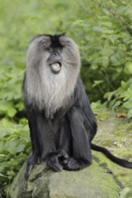 Lion-tailed macaque (Macaca silenus), captive, occurring in India