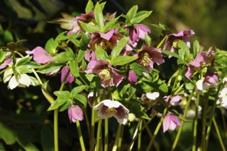 Lenzrosen (Helleborus orientalis), March, Germany, Europe