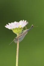 Camel-necked fly (Raphidia mediterranea), female on the flower of the common daisy (Bellis