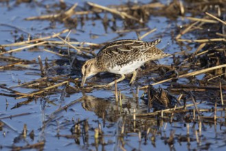 Common snipe (Gallinago gallinago) adult bird feeding amongst a reedbed, England, United Kingdom,