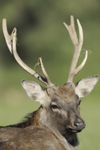 Manchurian sika deer (Cervus nippon hortulorum), male, portrait, captive, Germany, Europe