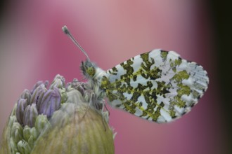 Orange tip (Anthocharis cardamines) butterfly resting on a garden Allium flower head in the