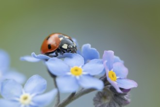 Seven-spot ladybird (Coccinella septempunctata) adult insect on a Forget-me-not flower, Suffolk,