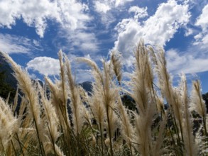 Reed grass waving in front of a blue-white sky