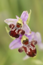 Bumblebee orchid (Ophrys holoserica subsp. pseudoscolopax), flowers, Provence, southern France