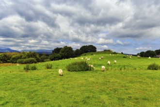 Flock of sheep in a meadow, typical hilly landscape near Betws-y-Coed in Merionethshire, North