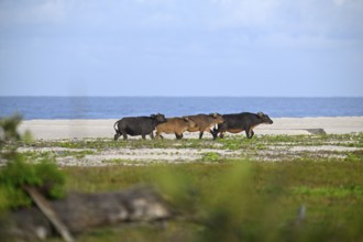 Red buffalo or forest buffalo (Syncerus nanus) on the beach, Petit Loango, Loango National Park,