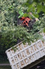 Tree felling work, summer, Germany, Europe