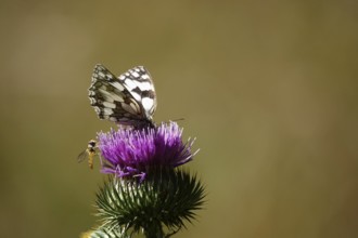 Marbled white (Melanargia galathea), July, Saxony-Anhalt, Germany, Europe