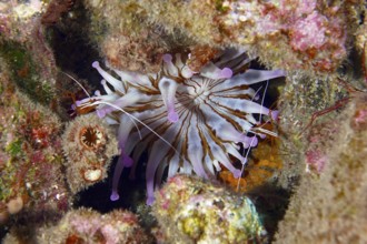 White club-tipped anemone (Telmatactis cricoides) with purple-coloured tentacles in a crevice. Dive