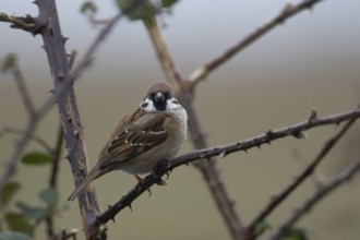 Tree sparrow (Passer montanus) adult bird on a bramble branch, Cambridgeshire, England, United