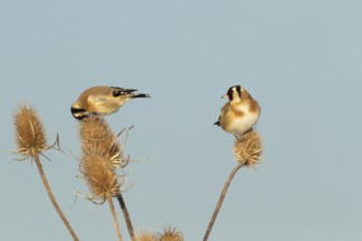 European goldfinch (Carduelis carduelis) two adult birds on a Teasel (Dipsacus fullonum) seedhead,