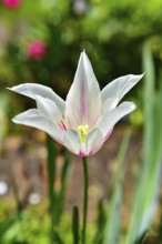 Flower clover of a Tulip (Tulipa), Bavaria, Germany, Europe