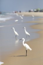 Great egret (Ardea alba, syn.: Casmerodius albus, Egretta alba) at Marari Beach or Strand,