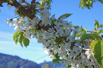 Close-up of white flowers on a branch against a blurred background, spring, fruit-growing area,