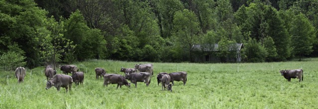 Brown Swiss dairy cows grazing in the meadow in italians Alps, Lombardy, Italy, Europe