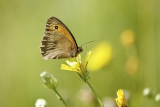 Ox-eye (butterfly), June, Saxony, Germany, Europe