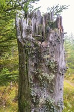 Old tree stump with growing lichen and moss in a spruce forest at autumn