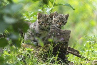 Two curious kittens exploring a piece of wood in the countryside, wildcat (Felis silvestris),