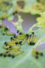 Caterpillars of the cabbage white butterfly, July, Germany, Europe