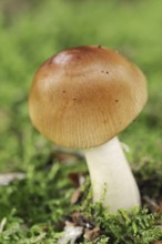 Reddish-brown scabbard or foxy scabbard (Amanita fulva), North Rhine-Westphalia, Germany, Europe