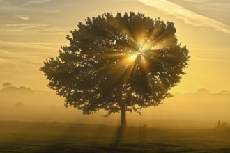 English oak (Quercus robur) in a meadow with sunbeams in autumn, Lower Rhine, North