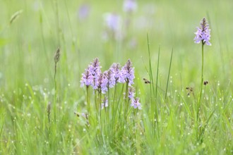 Moorland spotted orchid (Dactylorhiza maculata), flowering wild orchid, Lower Rhine, North