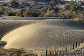 Maspalomas Dunes nature reserve, sand dunes in the evening light, Las Palmas province, Gran