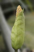 Arum (Taccarum caudatum), inflorescence, occurrence in South America