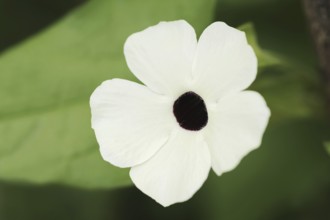 Black-eyed susan vine (Thunbergia alata), flower, ornamental plant, North Rhine-Westphalia,