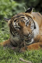 Sumatran tiger (Panthera tigris sumatrae), feeding, captive, occurring on Sumatra, Indonesia, Asia