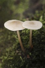 Violet fescue (Marasmius wynneae, Marasmius wynnei), North Rhine-Westphalia, Germany, Europe