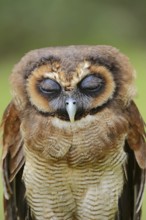 Brown wood owl (Strix leptogrammica), portrait, captive, occurrence in Asia