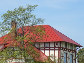 Trees in spring at half-timbered houses in Ystad, Skåne, Sweden, Scandinavia, Europe